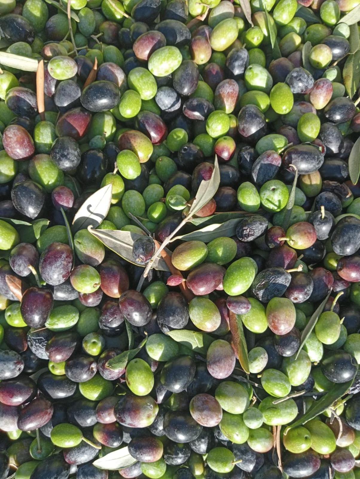 Macaria Agricampeggio Аллисте Экстерьер фото